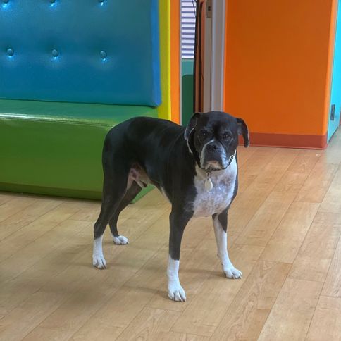 Cooper The Wylie Children's Dentistry Emotional Support Dog